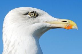 seagulls eye as background