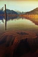 lake tree stump water autumn