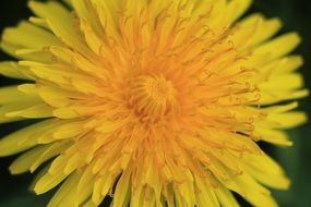 flower dandelion close up yellow