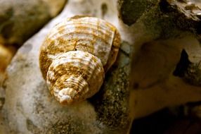 shell snail beach sea fund stone