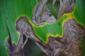 burned plant leaves