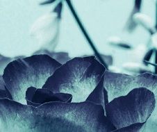 background blossom bloom flower