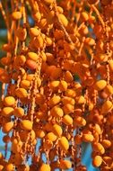 date palm fruit orange tropical