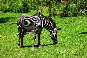 eating zebra black white striped animal green grass