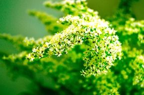 plants flower nature macro