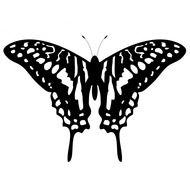 butterfly animal insect art