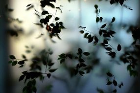 plant leaf green nature leaves
