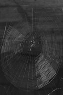 network cobweb threads nature