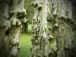 tree stumps wood natural forest