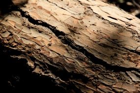 tree bark structure