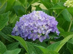 shrub hydrangea plant flower