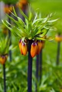 orange crown imperial green tulip