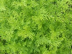 plants texture macro background