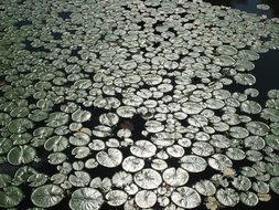 lily pond water green plant