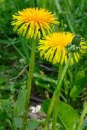 sow thistle in summer