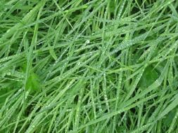 grass green nature wet texture