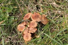 mushrooms brown fungi fungus wild