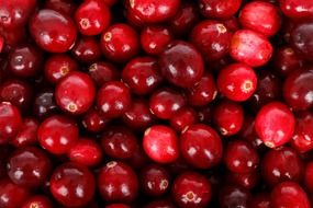 backdrop background berry cranberry