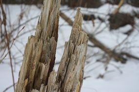 bark wood stump branch broken