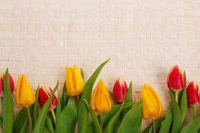 background tulips colorful