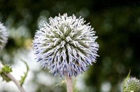 macro flower flora nature purple