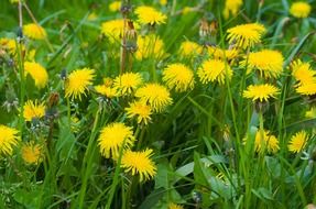 dandelion dandelions fluff nature