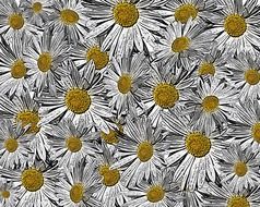 white yellow daisy flower