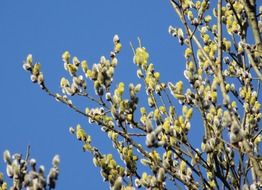 twigs spring pussy willow fresh