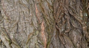 bark tree nature