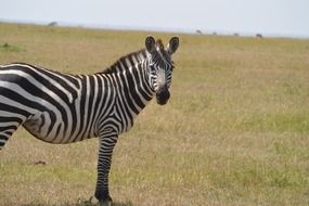 zebra wild animal wildlife mammal