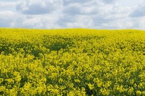 flower canola season yellow field