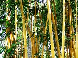 bamboo shrub leaves green brown