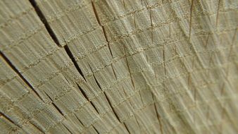 texture wood wooden timber pattern