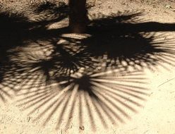 palm tree leaf shadow pattern