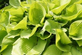 green lush leaves texture