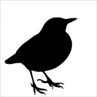 bird blackbird animal black