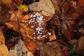 fall leave fungi autumn nature