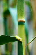 asia bamboo branch color foliage