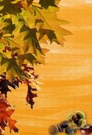 autumn leaves stationery background