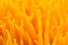 wild mushroom close macro tiny