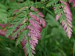 fern leaf plant purple howdy