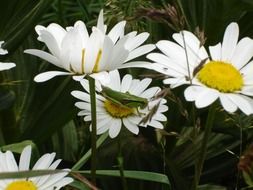 white daisies flowers grasshopper