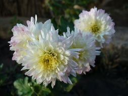 dahlia flower white blossoms