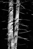 dry tree trunk in a forest