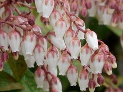 pieris bloom nature green flora