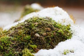 moss snow winter ice cold season
