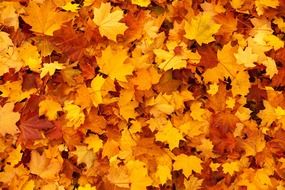 autumn background color fall