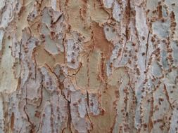 tree bark texture nature
