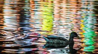 duck mallard bird mad C3 A1rf C3 A9le