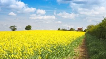 agriculture background bloom